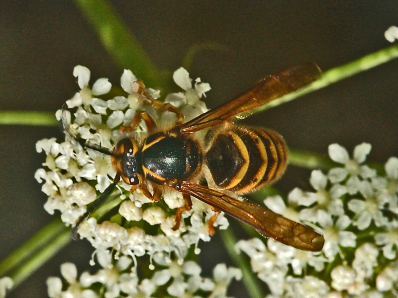 Che sia un calabrone? No, Dolichovespula media